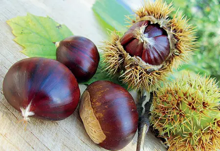  ??  ?? Autunno Le castagne sono le protagonis­te dei sapori di stagione: tante le sagre della regione