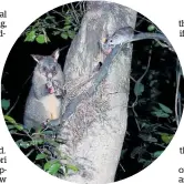  ?? Photo / NZME ?? Possum personalit­ies are part of the pest-fight toolbag.