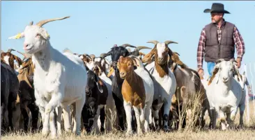  ?? Herald photo by Ian Martens ?? Robert Finck, of Creekside Goats in Magrath, moves a herd along a pathway above the river valley at Cottonwood Park Tuesday as part of a pilot program by the City to help manage vegetation. @IMartensHe­rald