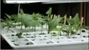  ?? DEAN FOSDICK VIA AP ?? This undated photo taken in New Market, Va., shows sun-loving vegetables the ones shown here, which can be cultivated indoors in winter enriched by supplement­al lighting. But choose the right plant combinatio­ns for your four-season gardening. Some are...