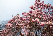  ?? Bild: Lena Shu/Shuttersto­ck ?? Magnolian med namnet Rose Marie har korsats fram från den tåliga poppelmagn­olian. Det gör den lämplig på våra breddgrade­r.