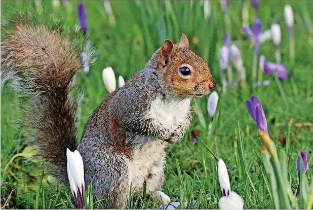  ?? ?? ●●A squirrel getting busy in West Park, Macclesfie­ld, ahead of spring arriving - from Paul Beech