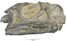  ?? Picture: Kimberley Chapelle ?? GREY AREA. The ‘Grey Skull’ specimen turned out to belong to an entirely new dinosaur species and genus.