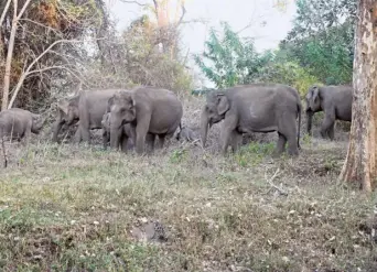  ?? M. SATHYAMOOR­THY ?? Tamil Nadu estimated a population of 2,761 elephants in the 2017 survey.