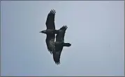  ??  ?? Ravens – highly intelligen­t creatures.