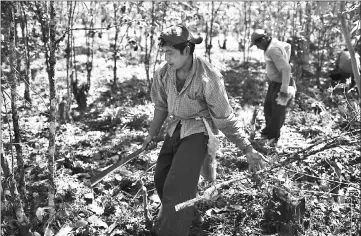  ??  ?? A worker cuts down coffee trees damaged by the Roya coffee fungus to make way for new coffee plants near Santiago Atitlan, Guatemala. — WP-Bloomberg photo by Victor J. Blue