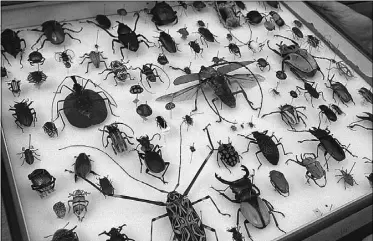  ??  ?? In Darwin’s day, biologists travelled the world to identify and classify plants and animals, collecting specimens, such as these beetles, and grouping them into categories to show
how life on Earth is organized.