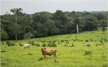  ?? / RUTAS DEL CONFLICTO ?? Deforestac­ión para ganadería en el Parque Nacional Cordillera de los Picachos en Colombia.