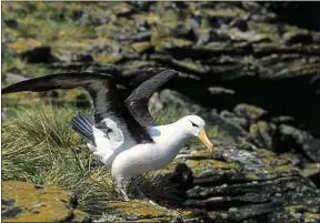  ??  ?? Une espèce rare d’albatros est menacée de disparitio­n dans l’Atlantique sud.