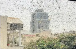  ?? HT PHOTO ?? Locusts swarm MG Road, near MGF Metropolit­an Mall, in Gurugram on Saturday. ■