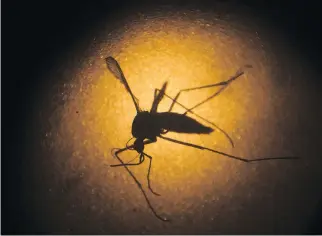  ?? FELIPE DANA/THE ASSOCIATED PRESS FILES ?? An Aedes aegypti mosquito is photograph­ed through a microscope at the Fiocruz institute in Recife, Pernambuco state, Brazil. So far, Rio de Janeiro has 26,000 Zika cases.