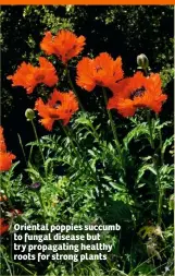  ??  ?? Oriental poppies succumb to fungal disease but try propagatin­g healthy roots for strong plants