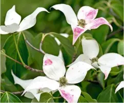  ??  ?? The bracts of ‘Blue Shadow’ stand out against its distinctiv­e dark bluish-green foliage.