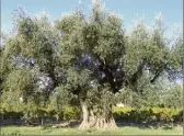  ??  ?? Cent vingt oliviers participen­t du paysage provençal du domaine.