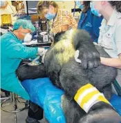  ?? DR. JAN BELLOWS/COURTESY ?? Dr. Jan Bellows fills multiple cavities on a gorilla at Disney’s Animal Kingdom in 2006.