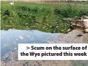  ?? ?? > Scum on the surface of the Wye pictured this week