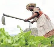  ?? Kevin Sutherland/The Times ?? Backbreaki­ng work: Lena Motsoeng works her land to grow vegetables near Phuthaditj­haba, Qwaqwa. Many black farmers lack title deeds to the land they work. /