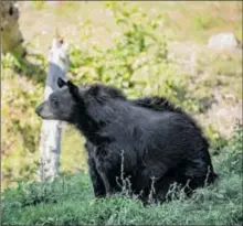  ??  ?? Des moyens financiers pour soutenir la cohabitati­on entre ours et pastoralis­me dans le massif pyrénéen (CP: Unsplash)