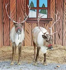  ??  ?? Two reindeer will be present at the upcoming Holly Jolly Shops in Bricktown on Dec. 8 and 9. The reindeer will be at the shops from 3 to 7 p.m. Saturday and noon to 5:30 p.m. Sunday.