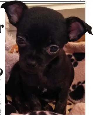  ??  ?? Beloved pet: Six-month-old chihuahua Peanut was killed by a park buggy