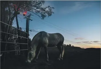  ?? Marcus Yam Los Angeles Times ?? A HORSE GRAZES under LED lights installed by wildlife advocates hoping to keep away P-45, a cougar being hunted under a 10-day depredatio­n permit. P-45 is blamed in two weekend attacks on livestock.