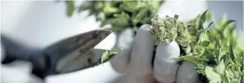  ?? URIEL SINAI/GETTY IMAGES ?? A worker trims cannabis. Canadian marijuana producers are pushing for the Ontario government to give the public sector a larger role to play in pot plans.