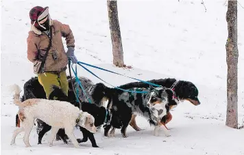 ?? KEIH SRAKOCIC/ASSOCIATED PRESS ?? Dog walker Hillary Steffes takes a group of six of her clients’ dogs on a walk through snowcovere­d Frick Park in 2018 in Pittsburgh. There are plenty of jobs in the gig-work arena. To stay safe and find the right fit, evaluate the risks, expand your search beyond the obvious roles and calculate how much you’ll really make after taking expenses such as fees and insurance into account.