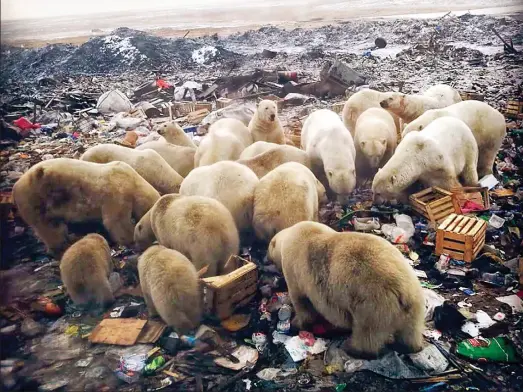  ??  ?? Emergency declared: A gang of polar bears hunting for food on a rubbish tip. Left, CCTV shows a bear prowl past a pram