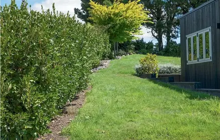  ?? ?? A hedge of broadleaf plants. Planting a broadleaf hedge along your property could be a good way to help reduce fire spread.