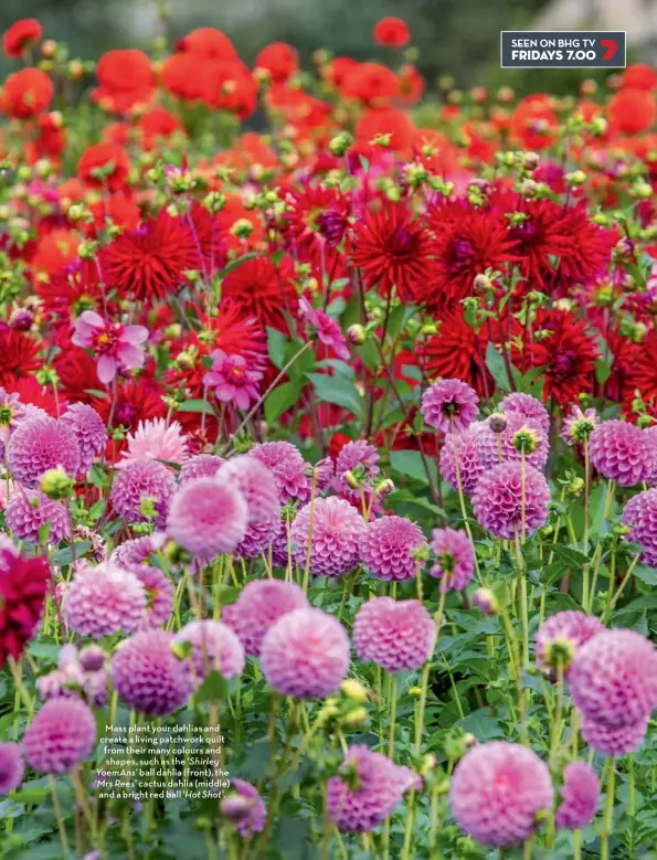  ??  ?? Mass plant your dahlias and create a living patchwork quilt from their many colours and shapes, such as the ‘Shirley Yoemans’ ball dahlia (front), the ‘Mrs Rees’ cactus dahlia (middle) and a bright red ball ‘Hot Shot’.
SEEN ON BHG TV