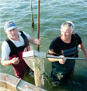  ?? (foto di Luca Biasioli) ?? In acqua Giacomino Pezzolati e Fausto Gianella, decani dei vongolari