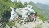  ?? (Abduljabba­r Zeyad/Reuters) ?? A MAN carries food supplies on a donkey to Dhalamlam Mountain in the Jafariya district of the western province of Raymah, Yemen, in June.