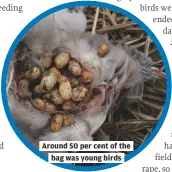  ??  ?? Around 50 per cent of the
bag was young birds