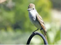  ??  ?? An ash-throated flycatcher.