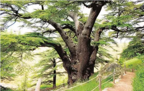  ?? ABC ?? Los cedros de Horsh Arz el-Rab, situados en pleno valle de Kadisha, son patrimonio de la Unesco