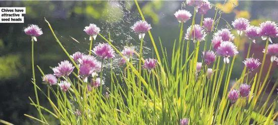  ?? ?? Chives have attractive seed heads