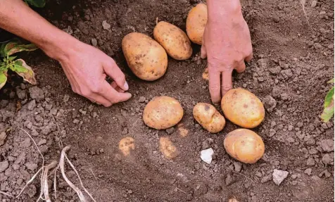  ?? Foto: Julian Würzer ?? Auf der Suche nach den Kartoffeln: Unter einer Pflanze sollten eigentlich zehn Knollen in der Erde liegen – doch lässt die extreme Hitze und die damit verbundene Dürre der vergangene­n Wochen dies überhaupt zu?
