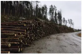  ?? FOTO: RONI REKOMAA/LEHTIKUVA ?? Konsten att nyttja skogens gröna guld och ha det kvar är en del av den klimatekva­tion som regeringen står inför. Finlands klimatpane­l säger att klimatneut­ralitet 2035 förutsätte­r att utsläppen minskar med minst 70 procent för att skogen och den övriga kolsänkan ska kompensera för resten.