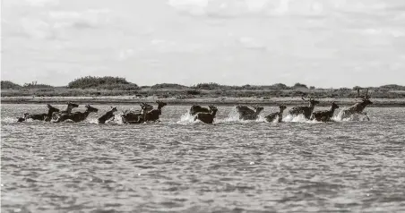  ?? Keri Oberly ?? The Teshekpuk caribou herd crosses the Colville River outside Nuiqsut, Alaska. A U.S. Department of the Interior Federal Subsistenc­e Management Program report finds the Teshekpuk caribou population has declined 50 percent since 2008.