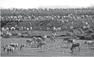  ?? AP ?? In this undated file photo provided by the U.S. Fish and Wildlife Service, caribou from the Porcupine caribou herd migrate onto the coastal plain of the Arctic National Wildlife Refuge in northeast Alaska.