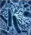  ??  ?? TB bacteria usually targets the respirator­y system