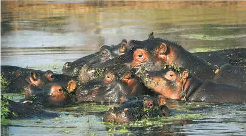  ??  ?? STILL LIFE: Hippos laze languidly in the Sand River at Londolozi.