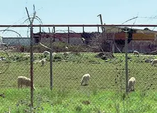  ?? ?? Nel parco
I 70 ettari dell’area di Coltano sono all’interno del Parco San Rossore, Migliarino, Massaciucc­oli