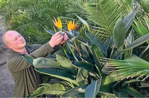  ?? THOMAS STRIDDE ?? Sebastian Nawrocki mit einer Strelitzia reginae in der Stadtgärtn­erei „Am Erlkönig“.