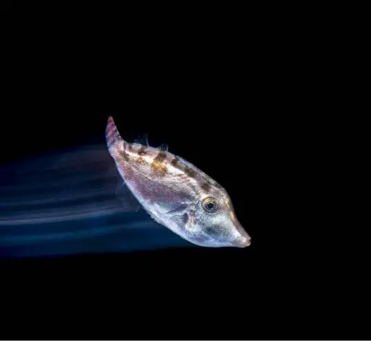  ??  ?? ABOVE: Juvenile filefish
by: Henley Spiers
WHEN
December 2018
WHERE Anilao, Batangas, Philippine­s
HOW Nikon D850,
Nauticam housing 60mm lens
(f/25, 1/2s, ISO 500)