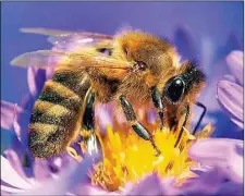  ??  ?? Ein Aussterben der Bienen wäre fatal für uns Menschen. Viele Nahrungsmi­ttel hängen davon ab, dass Pflanzen durch die Bienen bestäubt werden.