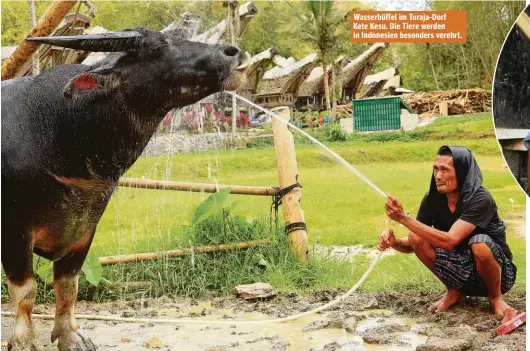  ??  ?? Wasserbüff­el im Toraja-Dorf Kete Kesu. Die Tiere werden in Indonesien besonders verehrt.