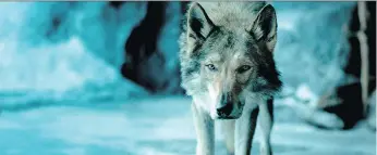  ?? STUDIO 8 ?? Chuck, a Czechoslov­akian wolfdog who stars as Alpha the wolf, is remarkable in the film.
