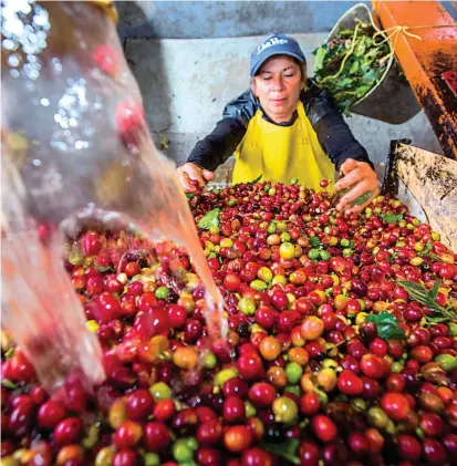  ?? FOTO MANUEL SALDARRIAG­A ?? El volumen esperado de producción de café en Antioquia no se alcanzó por el exceso de lluvia recibida. Pero lo recogido es de buena calidad, dice el comité departamen­tal.