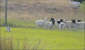  ??  ?? All-rounder . . . Goldie is the sheep and cattle dog on this farm.